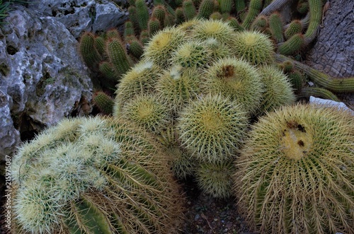 The thorny but beautiful cactus plants