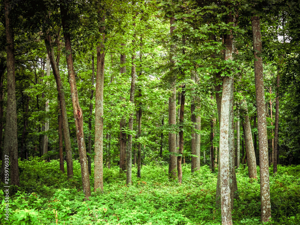 Deep Green Forest Landscape Deep Green Forest Landscape
