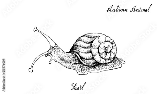 Hand Drawn of Autumn Snail White Background