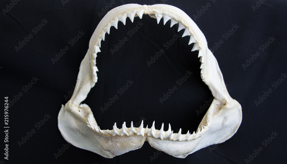 custom made wallpaper toronto digitalShark jaw on black background