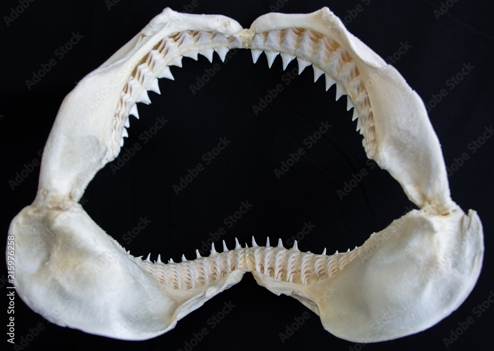custom made wallpaper toronto digitalShark jaw on black background