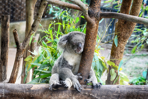 Fototapeta Naklejka Na Ścianę i Meble -  sleep Koala on tree
