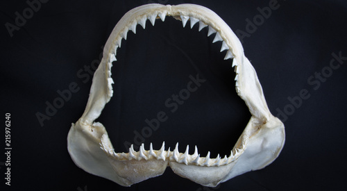 Shark jaw on black background photo