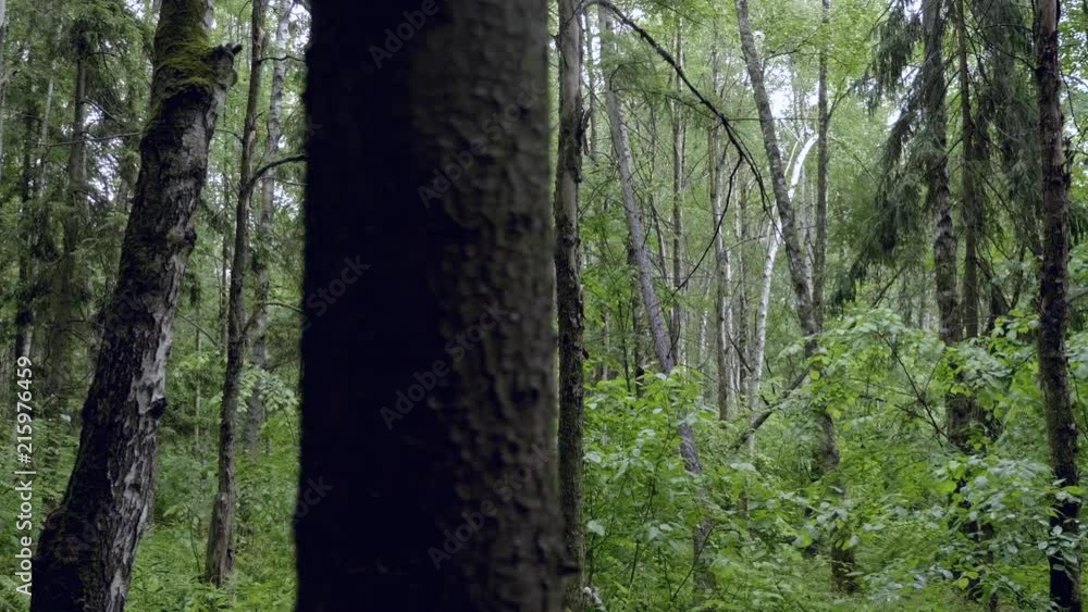 Side moving camera along forest trees Side moving camera along forest trees