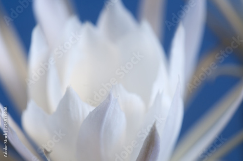 Echinopsis flower