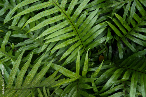 Elder fern tree gift a lot of spores