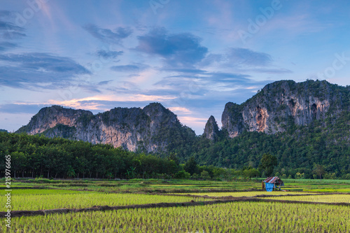 Fototapeta Naklejka Na Ścianę i Meble -  Landscape of rice field in the countryside of Thailand.