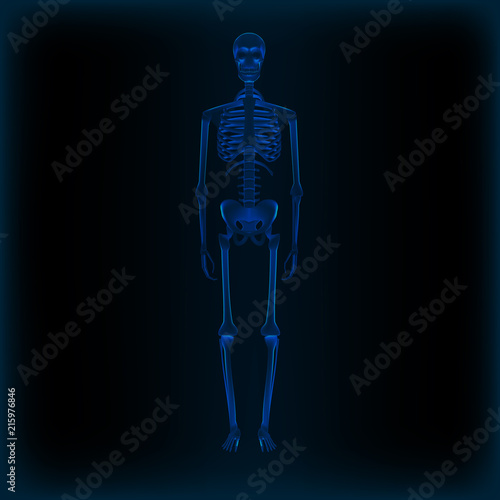 Realistic Human Skeleton X-ray Anatomy Medical Image