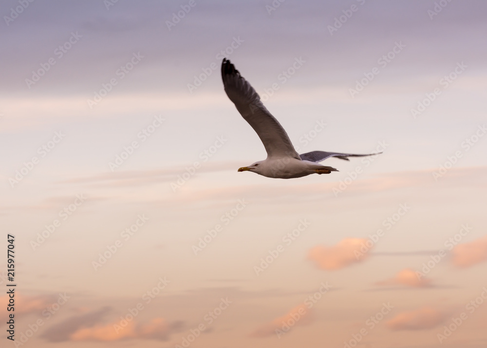 Obraz premium Flying Seagull