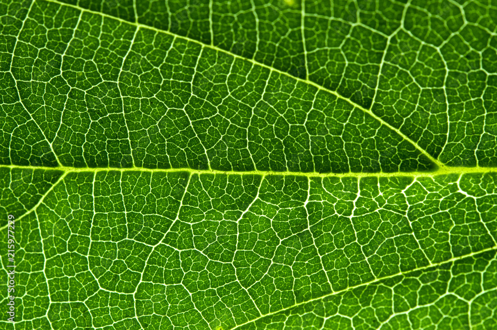 Leaf Leaf