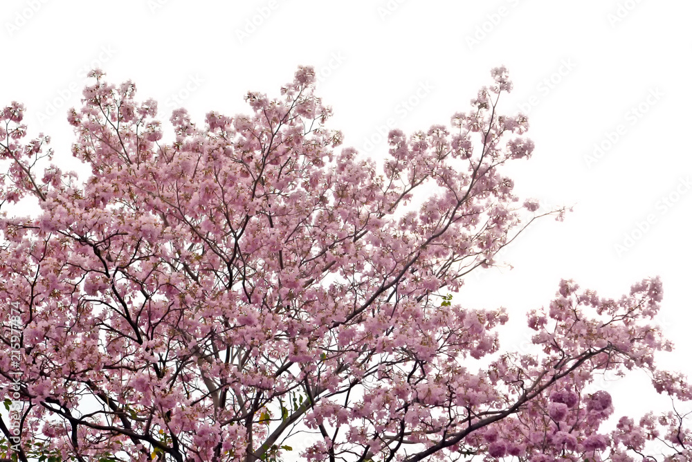 Pink trumpet tree on isolate white background