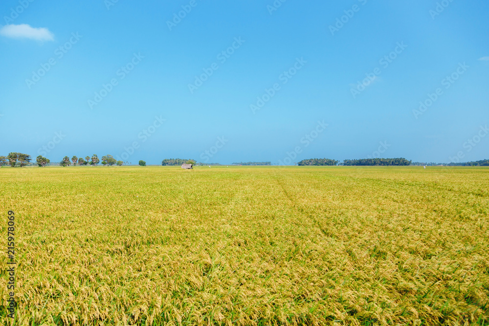 Fototapeta premium rice, rice field, blue sky, Sri Lanka