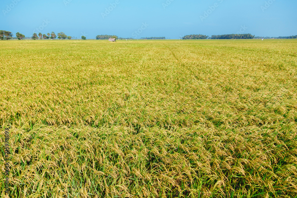rice, rice field, blue sky, Sri Lanka rice, rice field, blue sky, Sri Lanka
