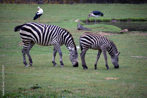 Zebras in wildside.