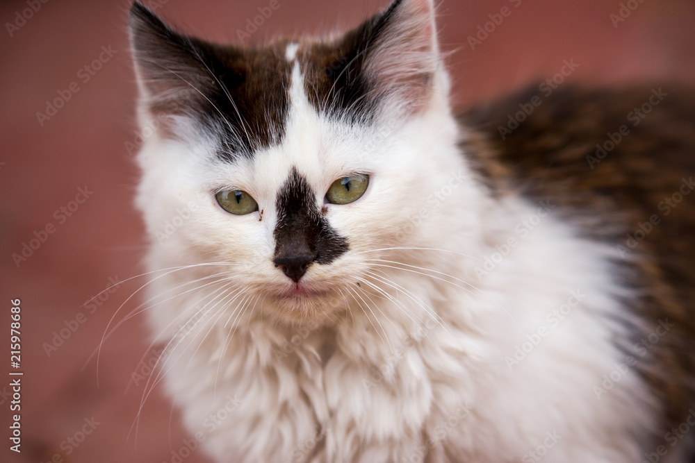 Close-up portrait of a little domestic kitten with black spots of fur outside in a country yard with red pavement, selective focus