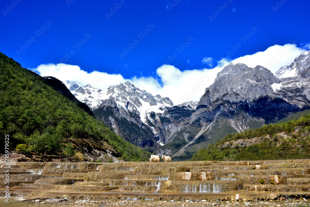 White yak stand on Baishuihe waterfall in front of Yulong or Jade Dragon Snow Mountain in the background, Lijiang, China