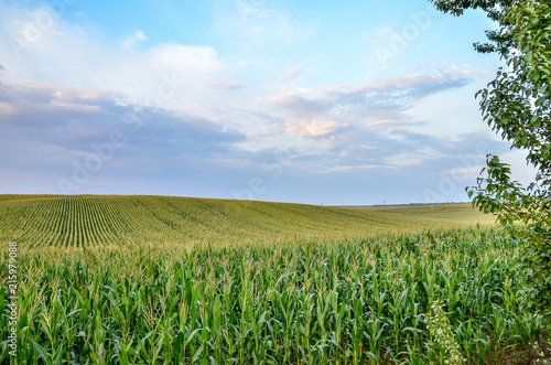 Corn field close up. © kyrychukvitaliy