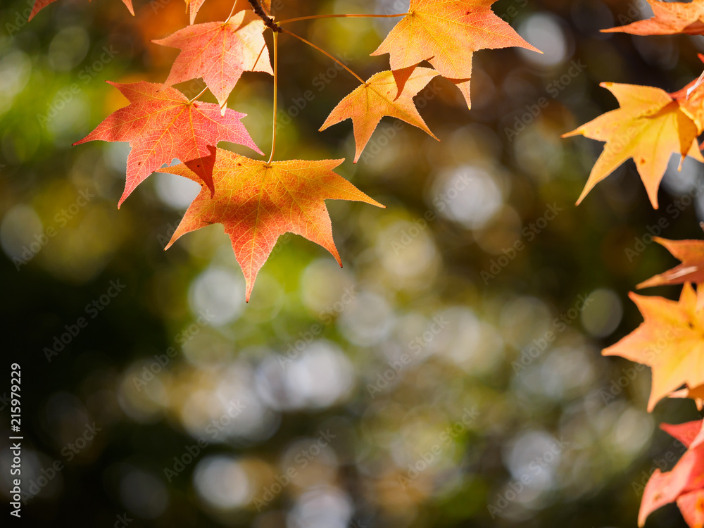 Fototapeta premium 秋 紅葉