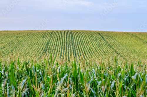 Canvastavla Beautiful green corn field at sunset. Selective focus.