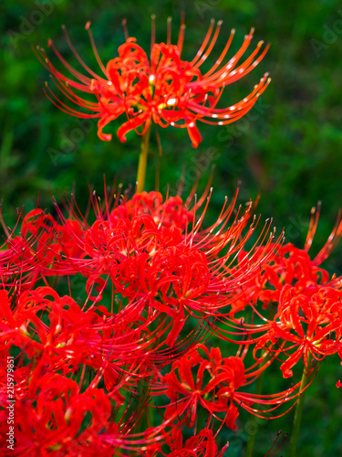 秋 彼岸花 photo