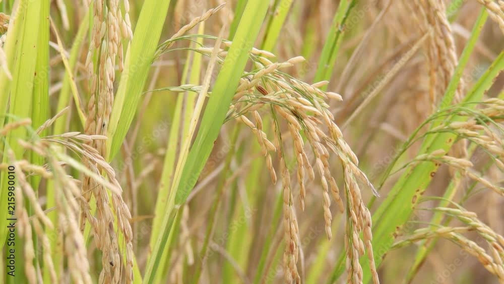 Close up of rice grain in rice field, 4k footage. Close up of rice grain in rice field, 4k footage.