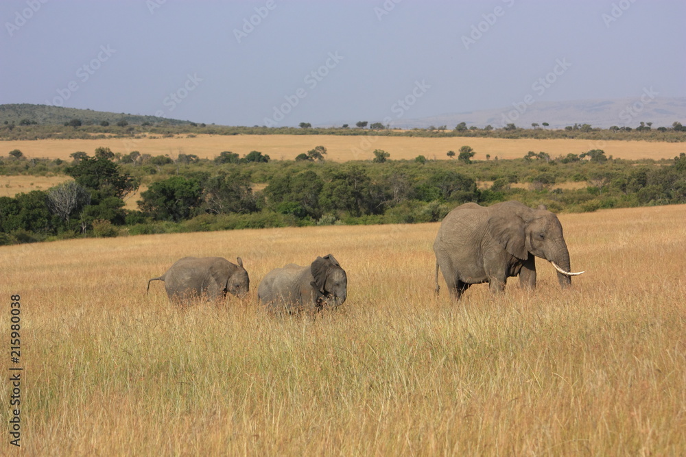 Eléphants et bébés, réserve Masai Mara au Kenya