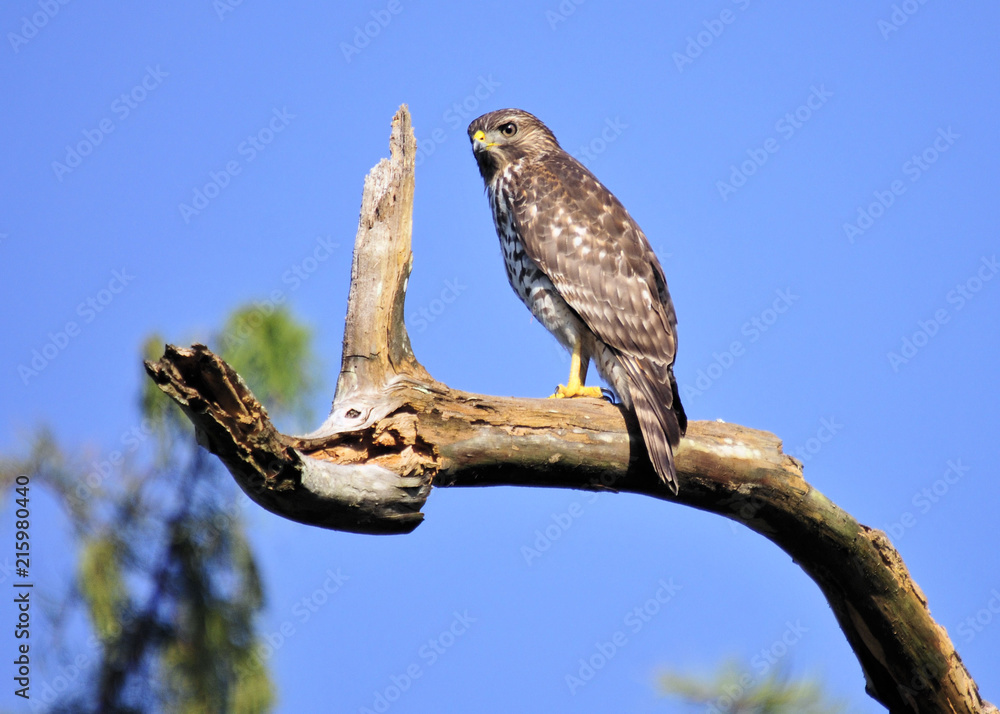 Pointed Stare / The Red-shoulder Hawk in the south Florida wetlands Pointed Stare / The Red-shoulder Hawk in the south Florida wetlands