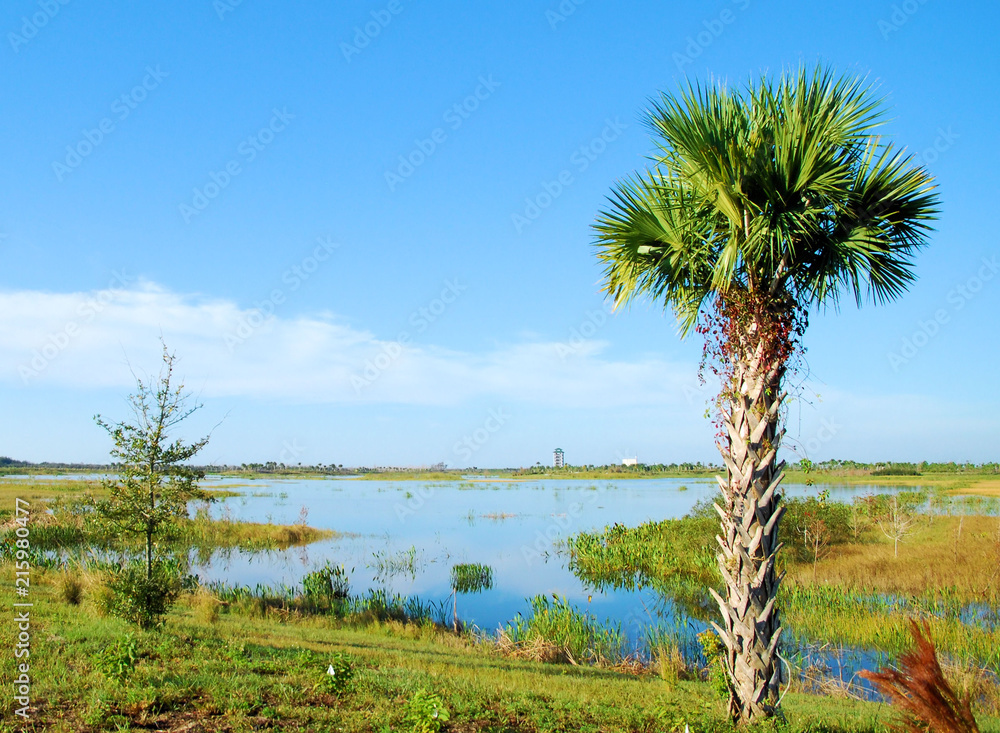 Obraz premium Cabbage Palm / View from the Wellington Nature Preserve and Marsh near Wellington, Florida