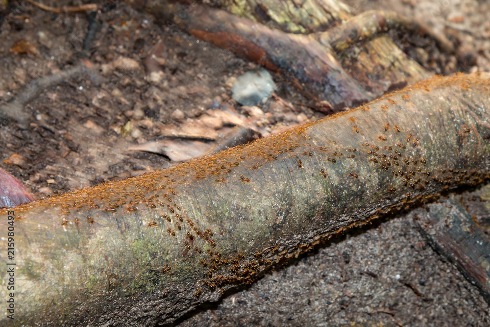 Large numbers of red, biting ants walking across a log in the rain forest Large numbers of red, biting ants walking across a log in the rain forest