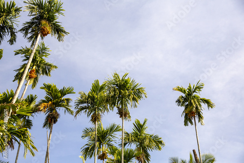 Areca catechu palm tree fully with fruit (betel nuts) and empty sky background.