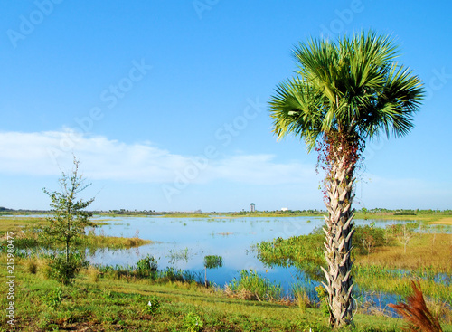 Cabbage Palm   View from the Wellington Nature Preserve and Marsh near Wellington  Florida