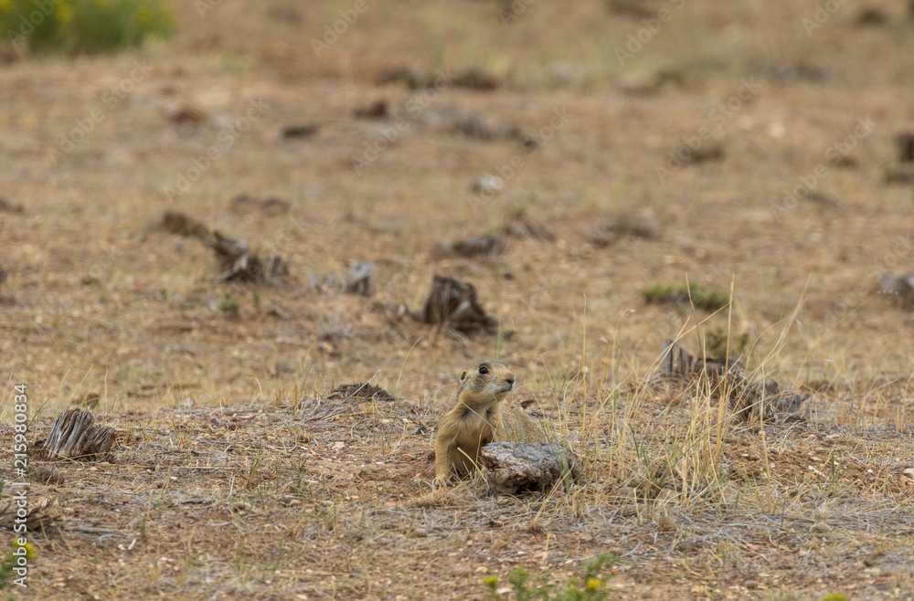 White-tailed Prairie Dog