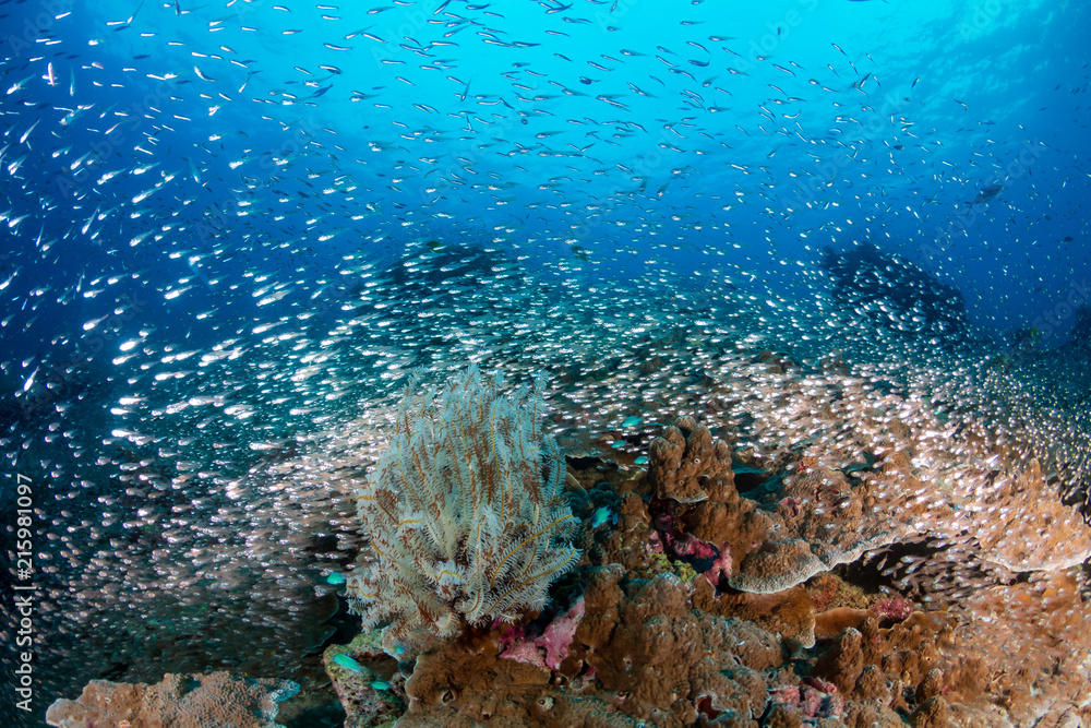 Fototapeta premium Colorful tropical fish swimming over a beautiful,healthy tropical coral reef