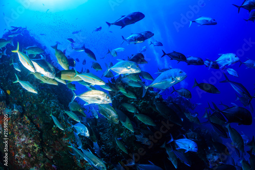 A huge school of Giant Trevally hunting on a tropical coral reef