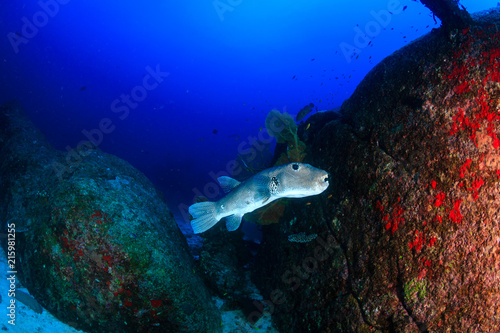 A large Pufferfish swimming on a tropical coral reef deep underwater