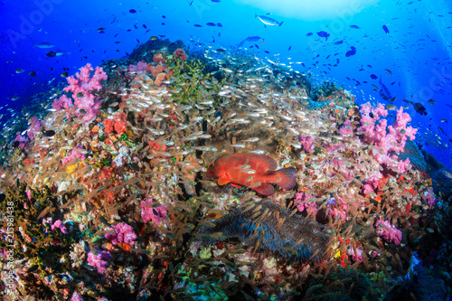 Beautiful  colorful and healthy tropical coral reef system full of fish and life