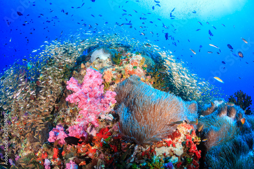 Wallpaper Mural Beautiful, colorful and healthy tropical coral reef system full of fish and life Torontodigital.ca