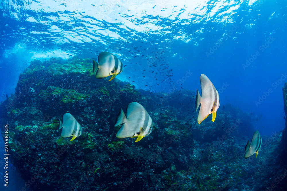 Fototapeta premium Shoal of large Batfish (Spadefish) in shallow water over a tropical coral reef
