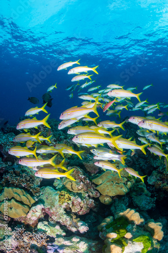 A shoal of colorful Snapper above corals on a tropical reef