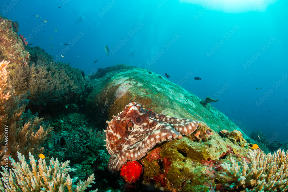 Obraz premium Large Octopus patrolling a colorful but murky tropical coral reef