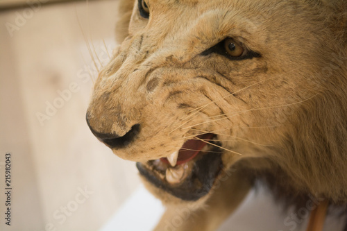 Fototapeta Naklejka Na Ścianę i Meble -  Lion, close up of face of roaring lion