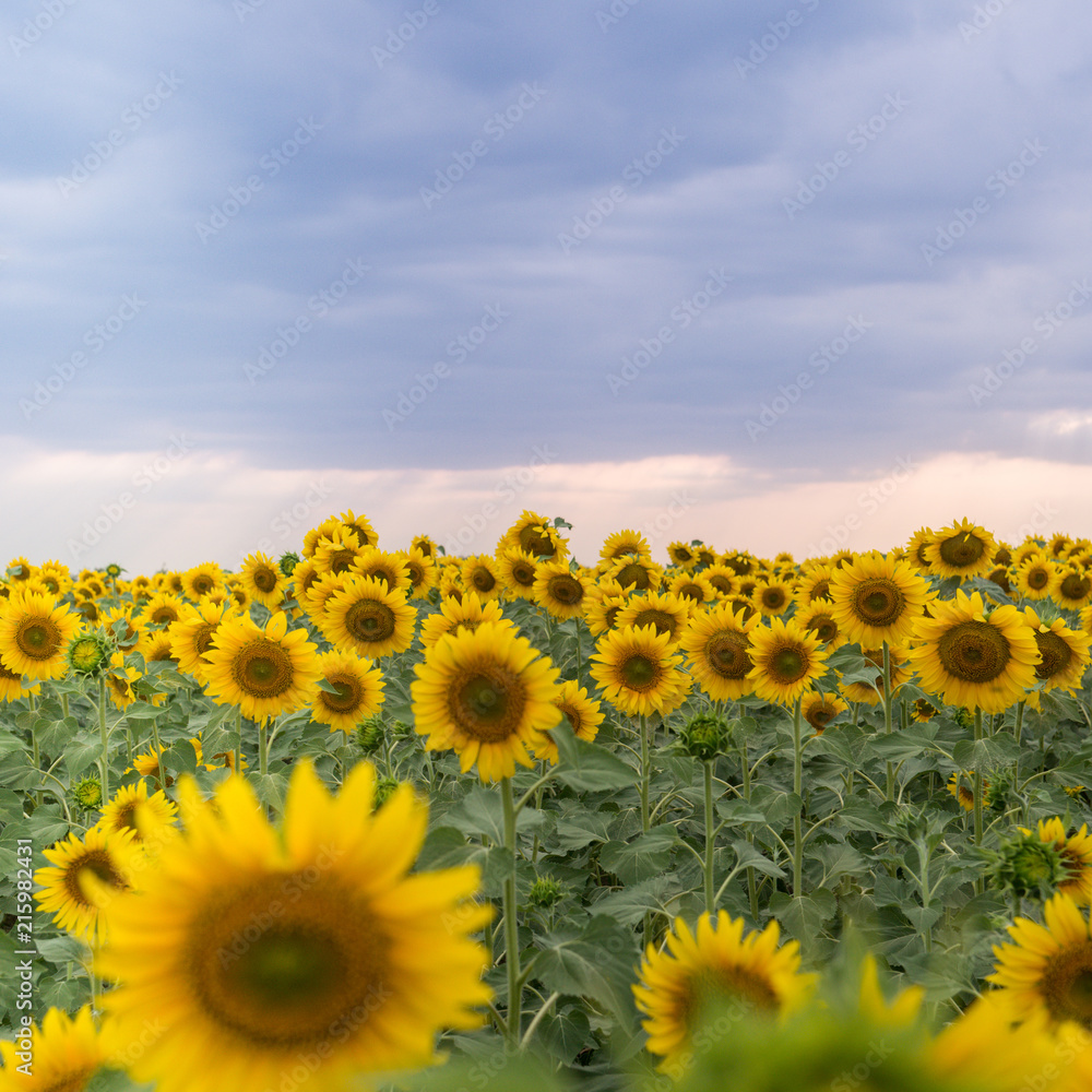 Scenic sunflower field