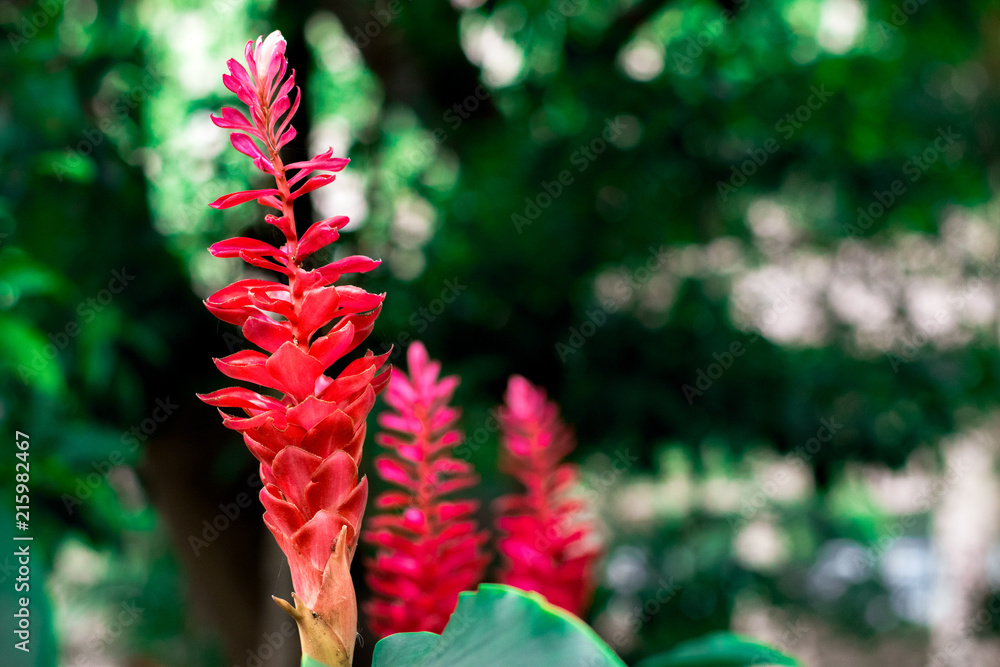 Red ginger (Alpinia purpurata) flower in garden with bokeh background Red ginger (Alpinia purpurata) flower in garden with bokeh background