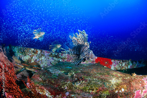 Beautiful Lionfish swimming over a coral encrusted shipwreck in a tropical ocean