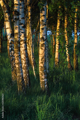 Fototapeta Naklejka Na Ścianę i Meble -  Birch trees in the dawn light. Rural landscape in Poland