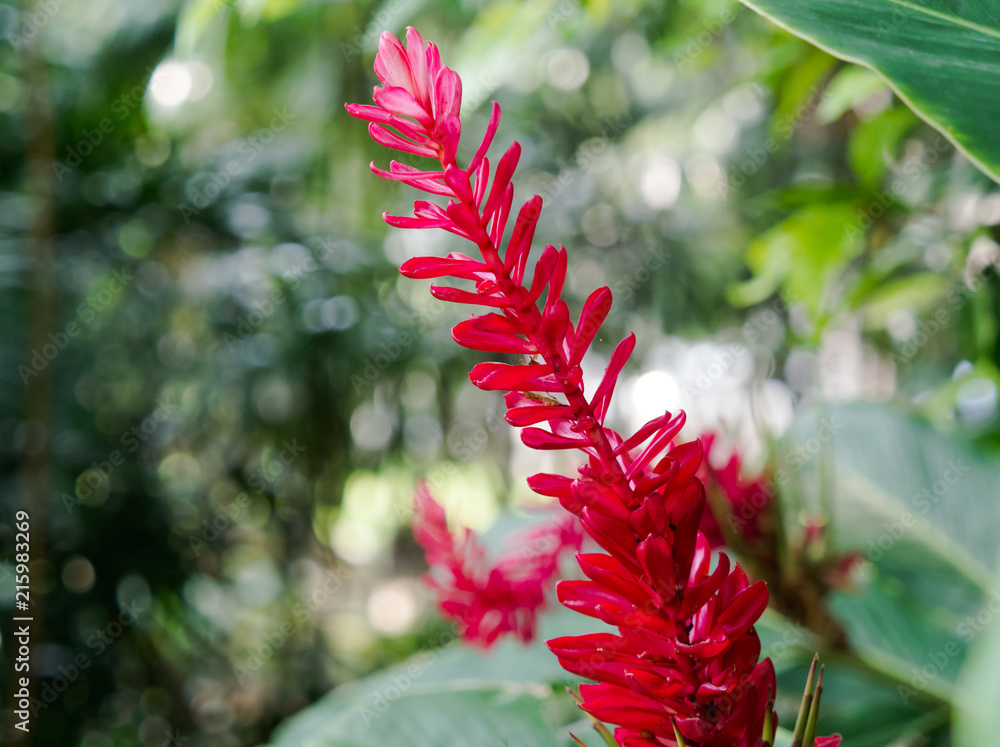Red ginger (Alpinia purpurata) flower in garden with bokeh background Red ginger (Alpinia purpurata) flower in garden with bokeh background