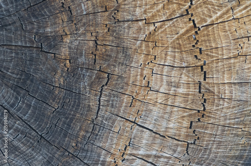 Macro photography of wood texture. A slice of wood as the natural background; Smooth color transition from gray to brown