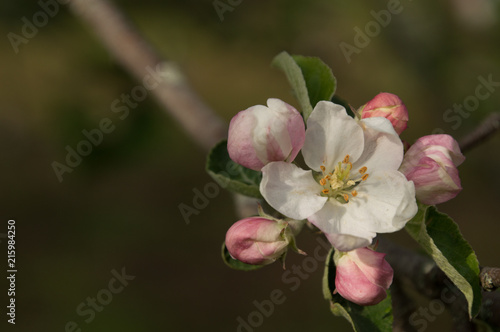 Fototapeta Naklejka Na Ścianę i Meble -  Closeup of spring apple blossom on trees
