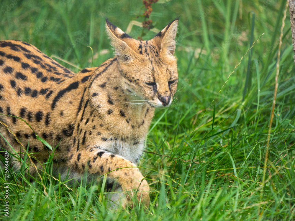 Serval Serval
