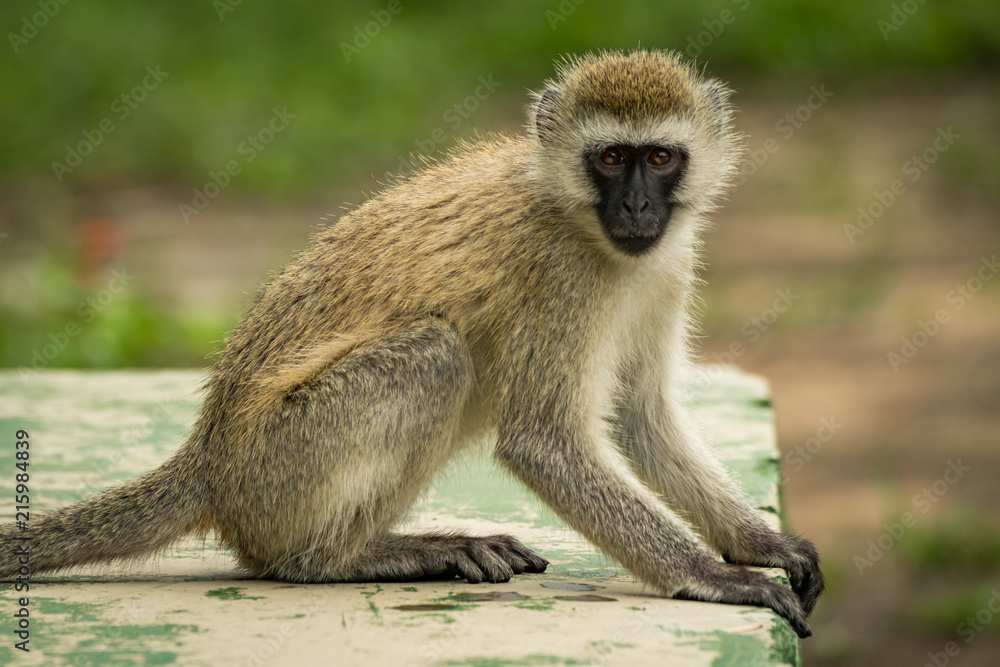 Vervet monkey sitting on wall facing camera